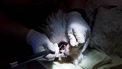 Juupajoen pieneläinpäivystyksen virka-ajan ulkopuolella tuottaa Evidensia Eläinlääkäripalvelut seuraavat kolme vuotta. Kuvituskuvassa hoidetaan koiran hampaita.