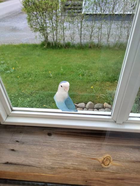 Tämä kaunis vierailija katseli omakotitalon ikkunasta sisään Sastamalan Päksänkadulla perjantaina.