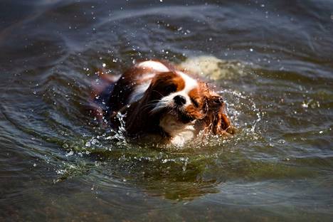 Keravalta kotoisin oleva Jussi-koira pääsi vilvoittelemaan Toijalan satamassa kotieläinrannalla vuonna 2018. Ihmisten uimarannoilta koirilta on usein pääsy kielletty.