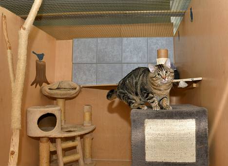 EHY:n löytyeläinkotiin tuodaan ympäri vuoden useita kissoja. Muiden muassa hyväluonteinen Yrmy-kissa etsii parhaillaan uutta kotia.
