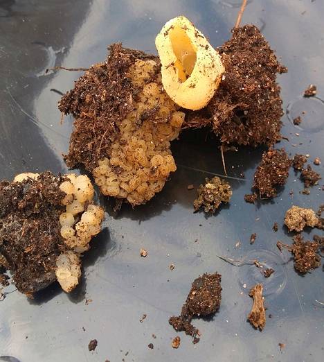 Harmiton sieni lahottaa kompostissa ja muualla ravinteikkaassa maassa eloperäistä ainesta.