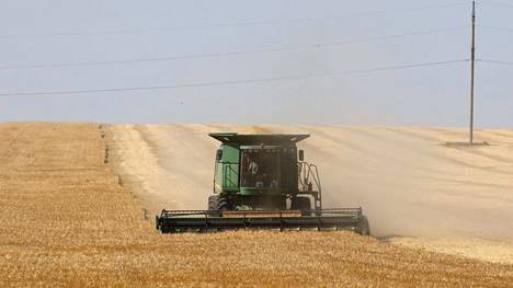 Ukrainassa korjataan parhaillaan tämän vuoden viljasatoa.