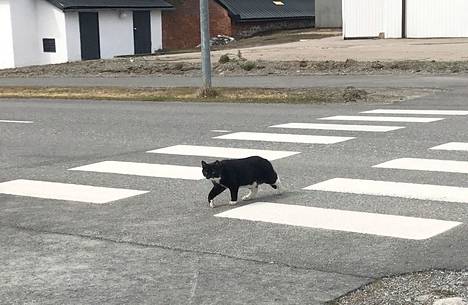 Kun näkee mustan kissan kävelevän tien yli ja vielä 13. päivä perjantaina, on sen uskottu tuovan huonoa onnea loppuelämäksi. Kansanperinteessä näkijän pitäisi sylkeä olkansa yli. Auttaako se sitten, siitä ei kukaan ole kertonut.