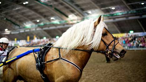 Hevosten ystävät pääsevät huokailemaan komeille eläimille jälleen viikonloppuna, kun Hevoset-messut tarjoaa parastaan Tampereen messu- ja urheilukeskuksessa. 