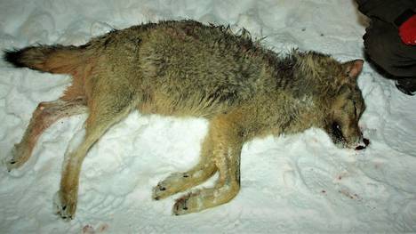 Karkotusyritykset eivät tuottaneet tulosta Mynämäellä. Kuvan susi kaadettiin Kuhmoisissa maaliskuussa 2006. Sitä nimitettiin häirikkösudeksi.
