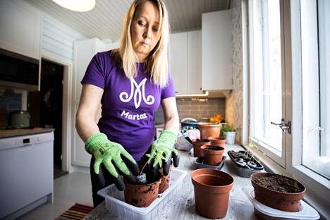 Heidi Ovaska esikasvattaa chilin, tomaatin ja persiljan taimensa noin metrin etäisyydellä keittiön ikkunasta, kunnes ne siirretään ikkunalle taimien kasvaessa ja valon tarpeen lisääntyessä. Sopiva valon määrä on kasvun kannalta olennaista.
