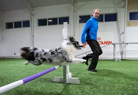 Tero Strömberg valmentaa 4-vuotiasta shetlanninlammaskoira Pumaa kilpailuihin.
