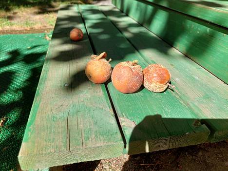 Kuvan omenoita vaivaa varsin yleinen sienitauti