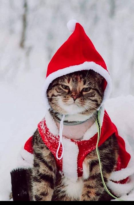 ”Tyttäreni Doris-kissa joulutunnelmissa”, Mari Heinonen kertoo. Kuva on otettu Pirkkalassa.