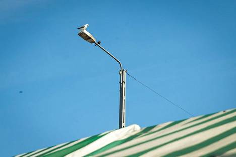 Silmämääräisesti Tammelantorilla näkyi torstaiaamupäivänä vain yksi lokki. Se päivysti tilannetta katulampun päällä.