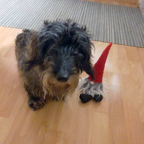 Dooris-koira toivottaa kaikille hyvää joulua ja maukkaita luupaketteja.