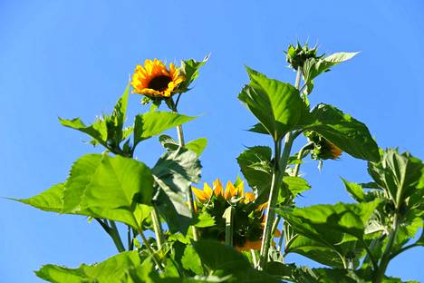 Auringonkukalla on yleensä vain yksi kukinto vartensa päässä, mutta tämä auringonkukka on haaroittunutta lajia. Sen ylimmät kukinnot ovat jo avautuneet.
