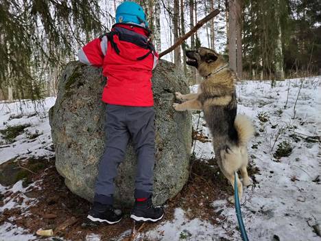 Pieni ihminen ja vielä vähän pienempi koira, mutta isoa kiveä pitää yrittää, josko sen saisi liikkeelle.