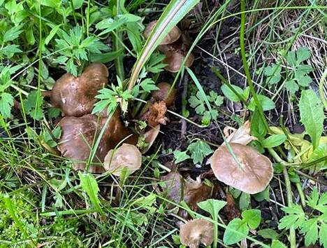 Lukija löysi Raholasta harmaanruskeita sieniä, jotka paljastuivat harvinaisen lajin edustajiksi. 