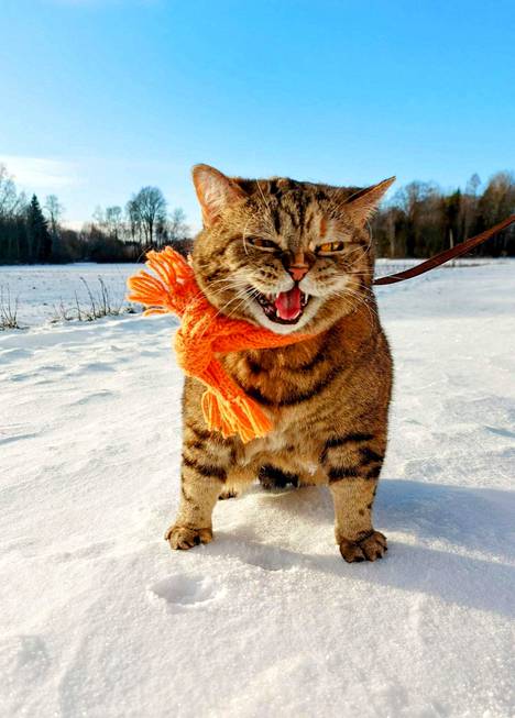 Mimosa-kissa nauttii talvikeleistä ulkoillessaan Viikissä.