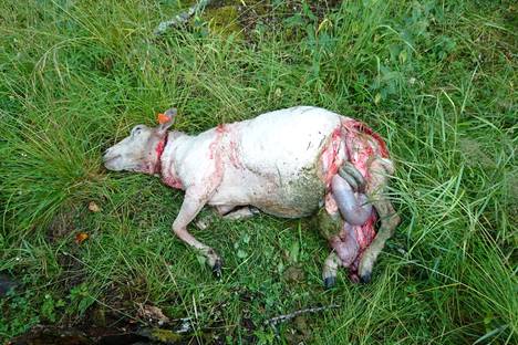 Lampaita Siikaisissa kasvattavaa Ulla Luomaa odotti surullinen näky viime viikonloppuna. Emolammas löytyi laitumelta tapettuna ja kaksi muutakin lammasta koki kovan kohtalon suden käsittelyssä. Kolmen menehtyneen lampaan lisäksi seitsemän muutakin lammasta joutui suden raatelemaksi.