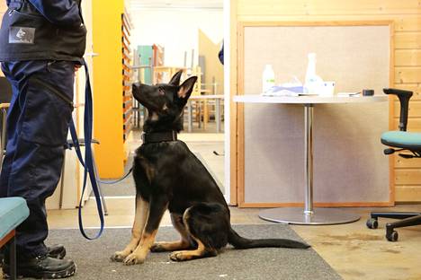 Osku-koira harjoitteli Kuumolassa viime vuoden maaliskuussa Helena Walliuksen kanssa.