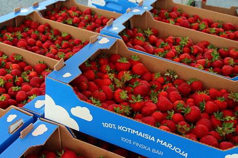 K. Viitasalon kojuun tuodaan päivittäin 400–600 kiloa mansikoita.