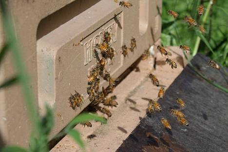 Mehiläisten siivet kestävät 800 kilometriä lentämistä, ennen kuin ne hajoavat. Mehiläistanssilla ne kertovat toisilleen, missä hyvät mesiapajat ovat.