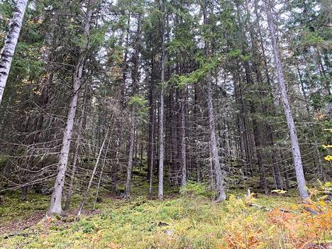 Jämsässä on kysytty kuntalaisten mielipiteitä muun muassa metsäsuunnitelmaan liittyen. 