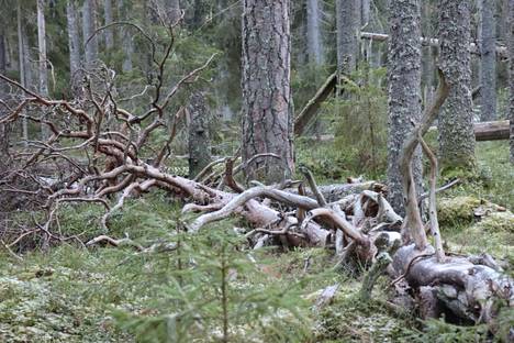  Jos vanhojen metsien suojelun tarkoitus on hiilidioksidin sitominen, niin ajatus on täysin virheellinen, kirjoittaa Pauli Lahma.