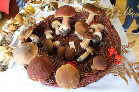 Viime vuosi oli tattivuosi, nyt tatteja ei ole liiemmälti noussut. Kuva on sieninäyttelystä Vilppulasta 7.9.2021.