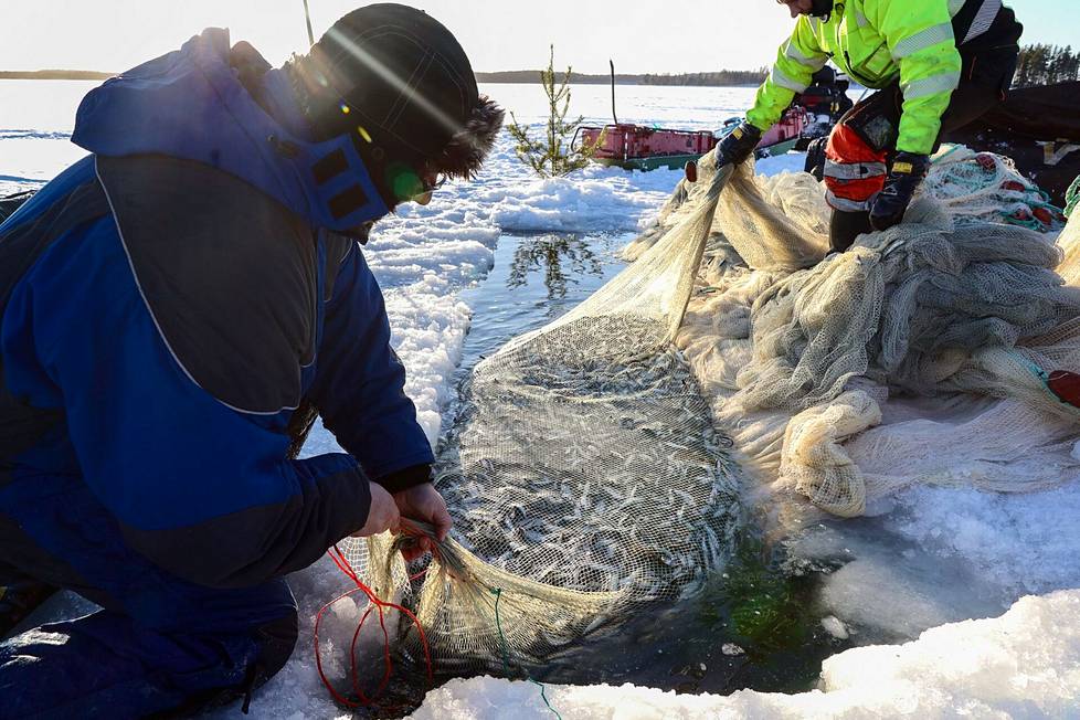 Kuvassa nähdään Lumimuutos-osuuskunnan talvinuottausta Puruvedellä helmikuussa 2022. Saaliiksi saatiin noin 300 kiloa kestävästi pyydettyä muikkua. Kuvassa nuottaporukan kalastajat Lauri Hämäläinen ja Henri Leskinen.