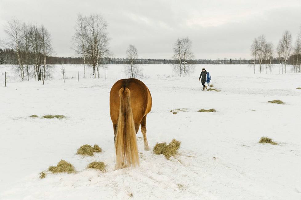 Sofia Keränen levittää heinää aitaukseen, ja suomenhevonen Liinun Laulu seuraa herkkukasojen perässä. Se on yksi tapa hevosen painonhallinnassa.