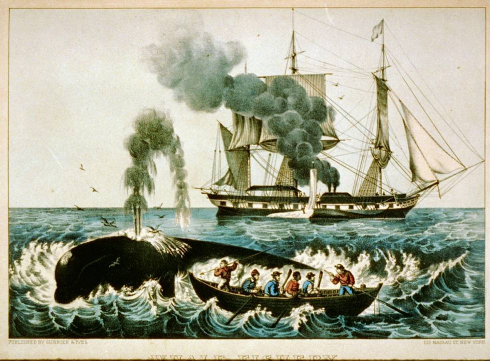 Vanha kuva kertoo valaanpyynnin arjesta. Eläintä saalistettiin harppuunoilla pienistä pyyntiveneistä. Laivassa valaanrasvasta keitettiin öljyä, joka varastoitiin tynnyreissä ruumaan.