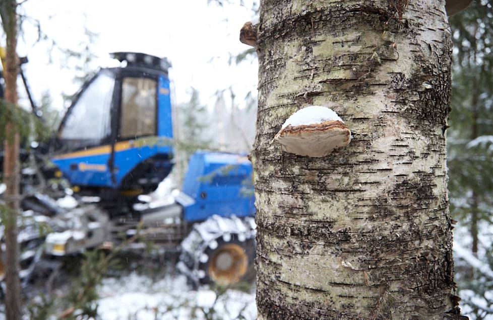 Metsäkone jätti kääpiä kasvavan koivupökkelön pystyyn ensiharvennushakkuussa Porvoossa Vessön saarella.