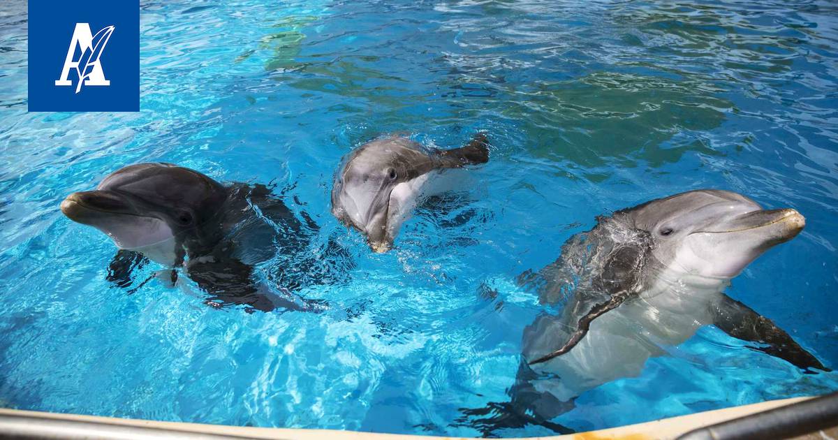 Kohusiirto ja Delfin kuolema – Näin Särkänniemen delfiinien vuosi on  sujunut - Uutiset - Aamulehti