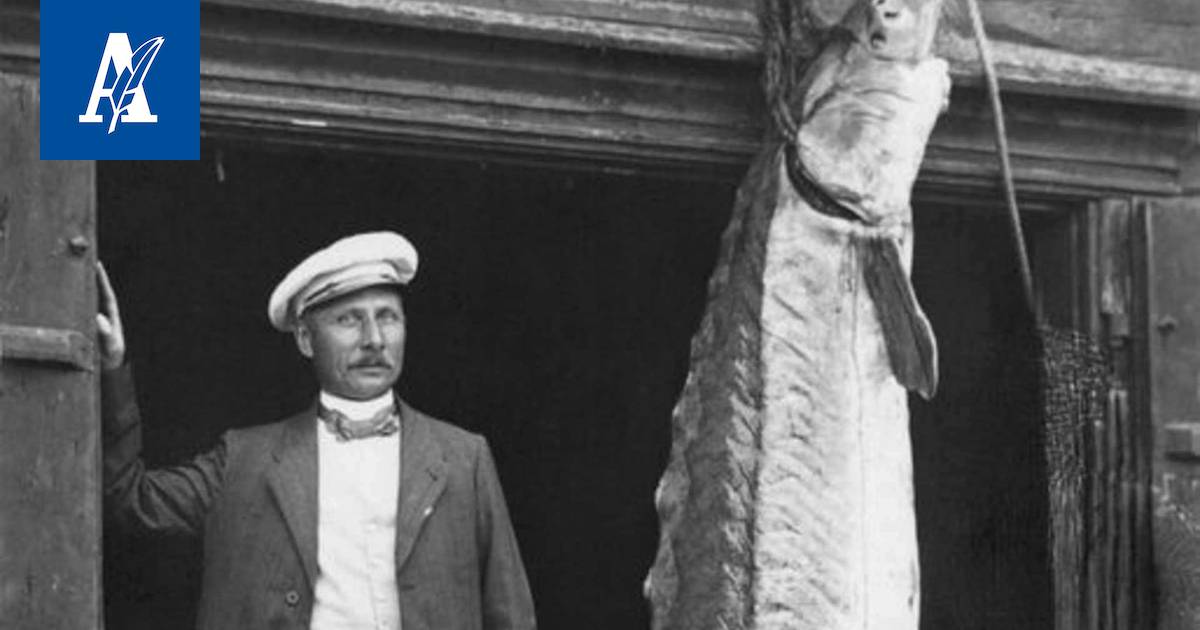 Harrastajakalastaja Pekka Yliknuussin verkkoon tarttui 8-kiloinen sampi,  mutta se on sintti verrattuna vonkaleeseen, joka ui silakkarysään kesällä  1914