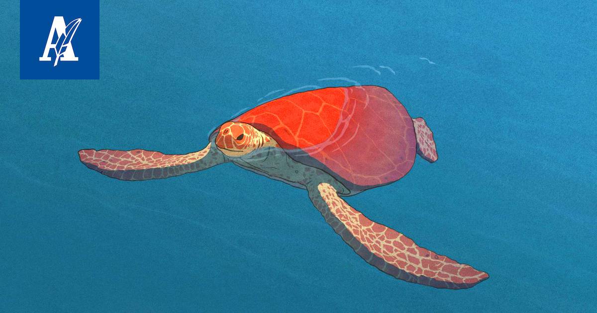 Kilpikonna vaivuttaa transsiin – The Red Turtle on 2000-luvun lumoavin  animaatioelokuva - Kulttuuri - Aamulehti