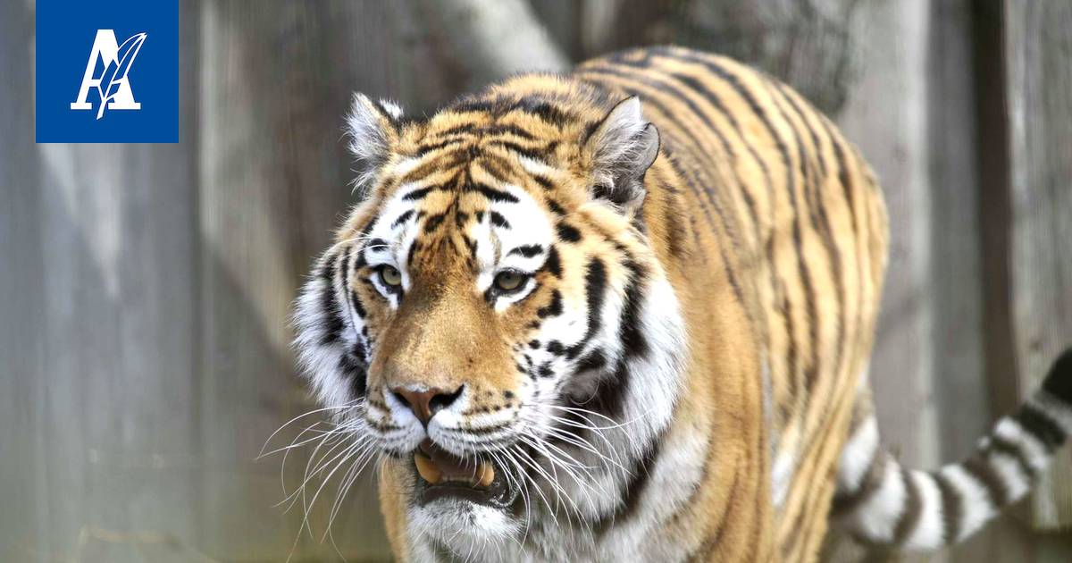 Tiikerifarmit rahastavat taikauskolla – Entinen kiinalaismetsästäjä haluaa  nyt pelastaa amurintiikerin - Ulkomaat - Aamulehti