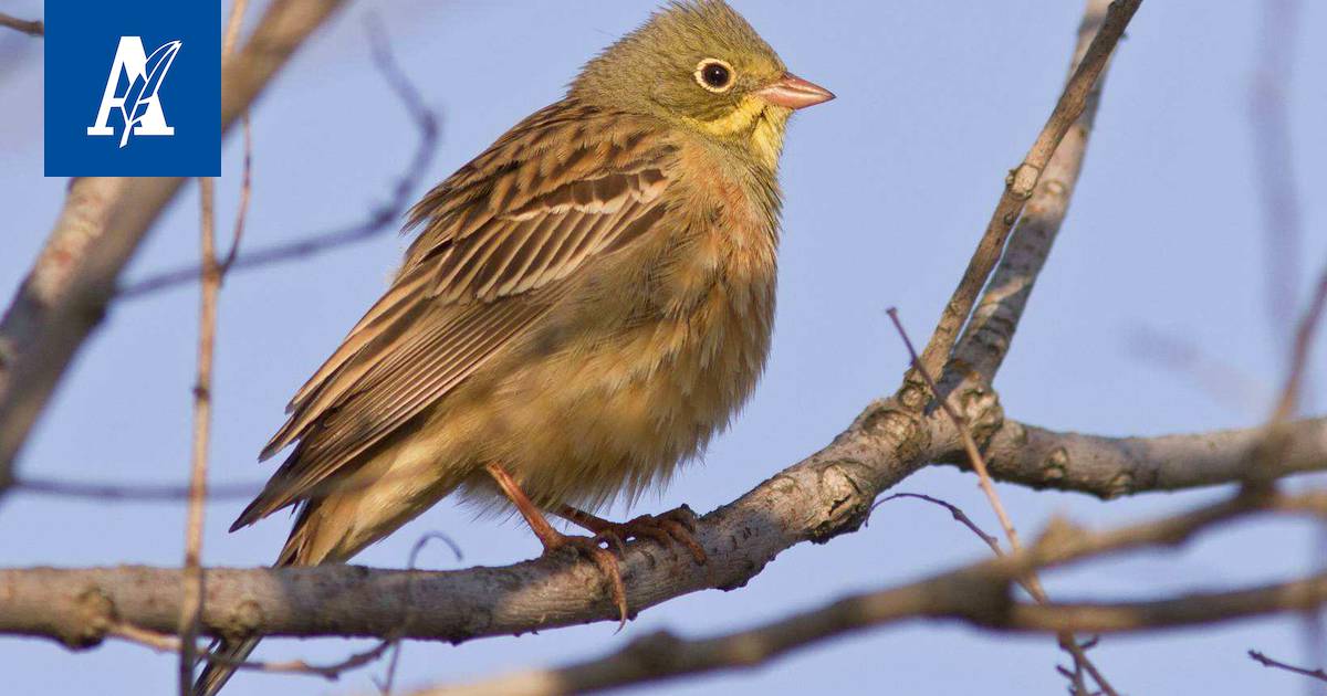 Satoja vuosia Pirkanmaalla viihtynyt lintu saattaa kadota kokonaan: ”Ovat  suurta herkkua Ranskassa” - Pirkanmaa - Aamulehti