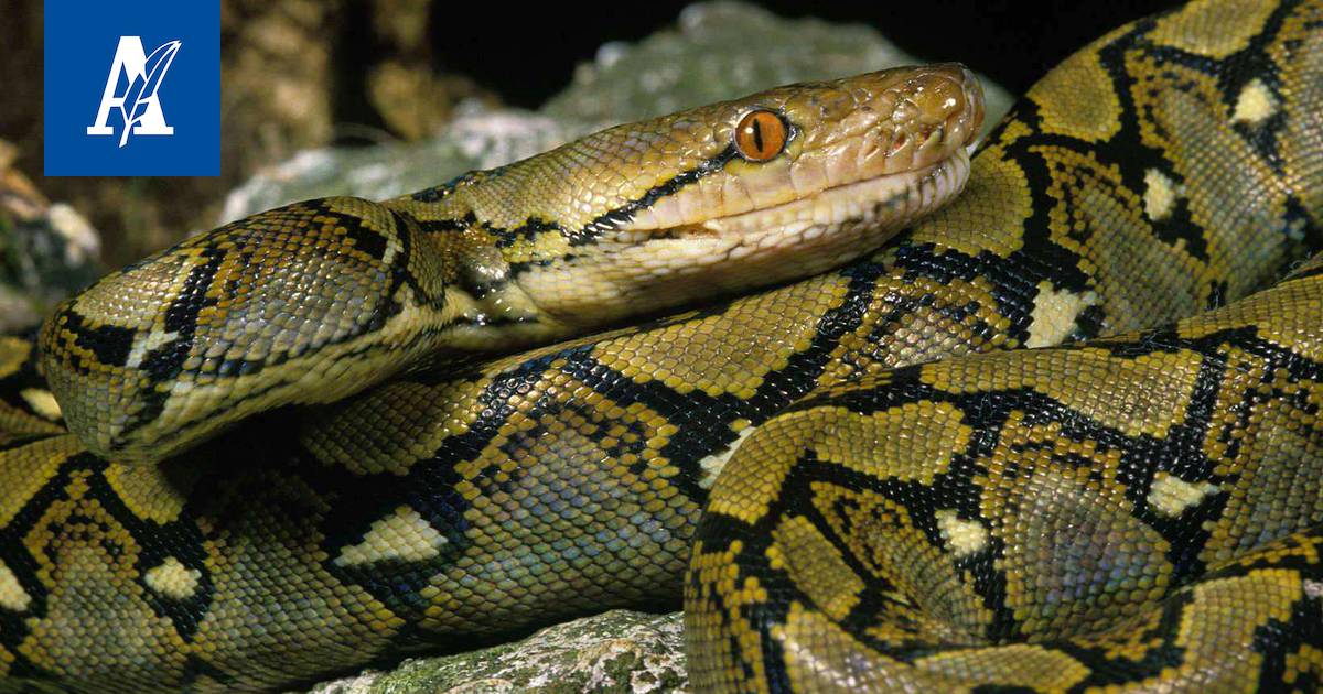 Löytyikö Malesiasta maailman suurin käärme? Katso kuva 8- metrisestä  jättiläispytonista - Ulkomaat - Aamulehti