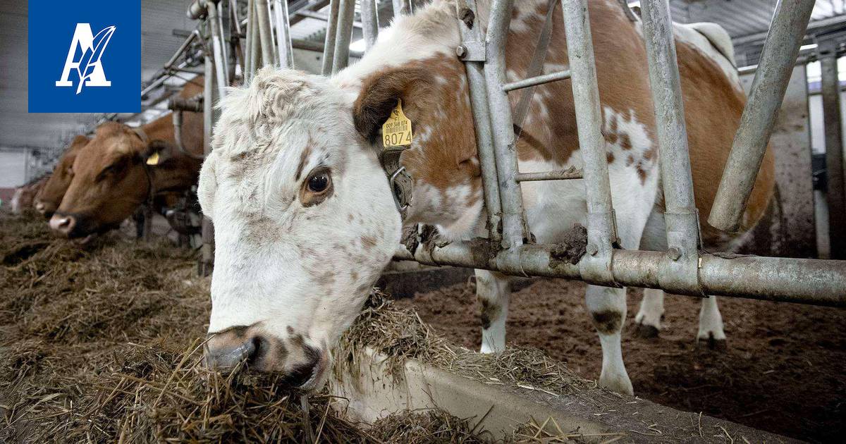 Lehmät odottivat teurastusta yli 12 tuntia lypsämättä – isot teurastamot  Eviran tarkastuksessa - Kotimaa - Aamulehti