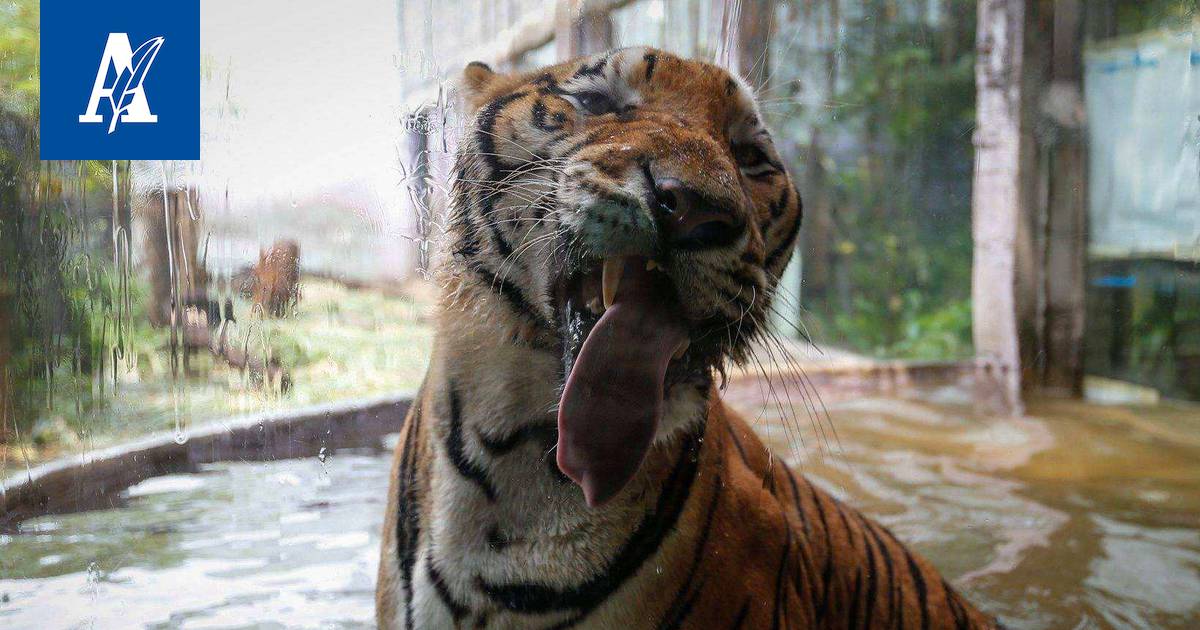 Nainen poistui riidan jälkeen autosta, tiikeri hyökkäsi kimppuun  villieläinpuistossa Pekingissä - Ulkomaat - Aamulehti