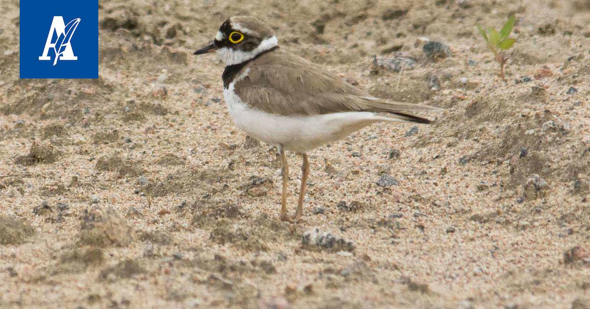 Onpa pikkuruinen keksintö: 0,3 gramman valopaikannin kertoo, miten  muuttolinnut viettävät talvensa - Kotimaa - Aamulehti