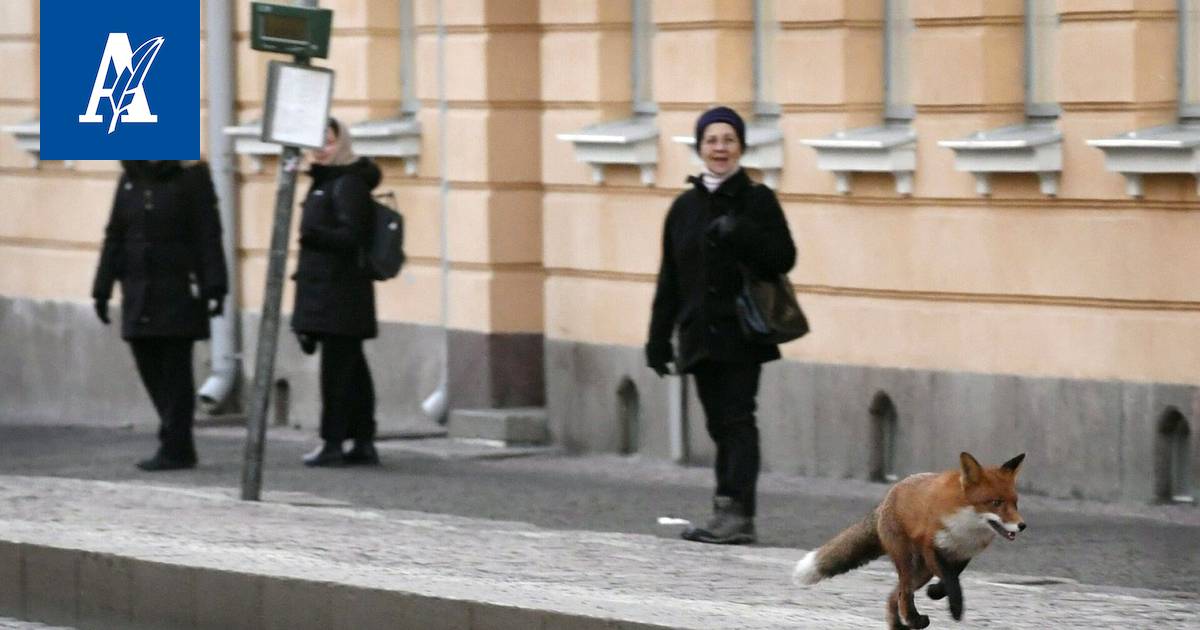 Suomen kaupungeissa näkee entistä enemmän erilaisia eläimiä – Asiantuntijat  kertovat, miksi - Kotimaa - Aamulehti