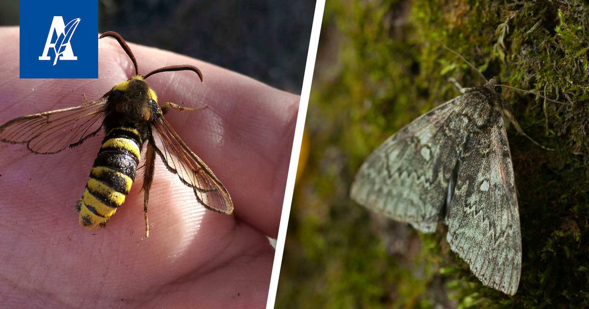 Päiväperhosia näkee aurinkoisella ja tuulettomalla säällä - Uutiset -  Aamulehti