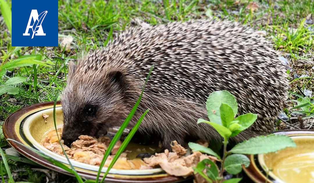 Katso hellyttävät kuvat: Huoli siilien määrän vähenemisestä sai lukijat  jakamaan muistonsa - Pirkanmaa - Aamulehti