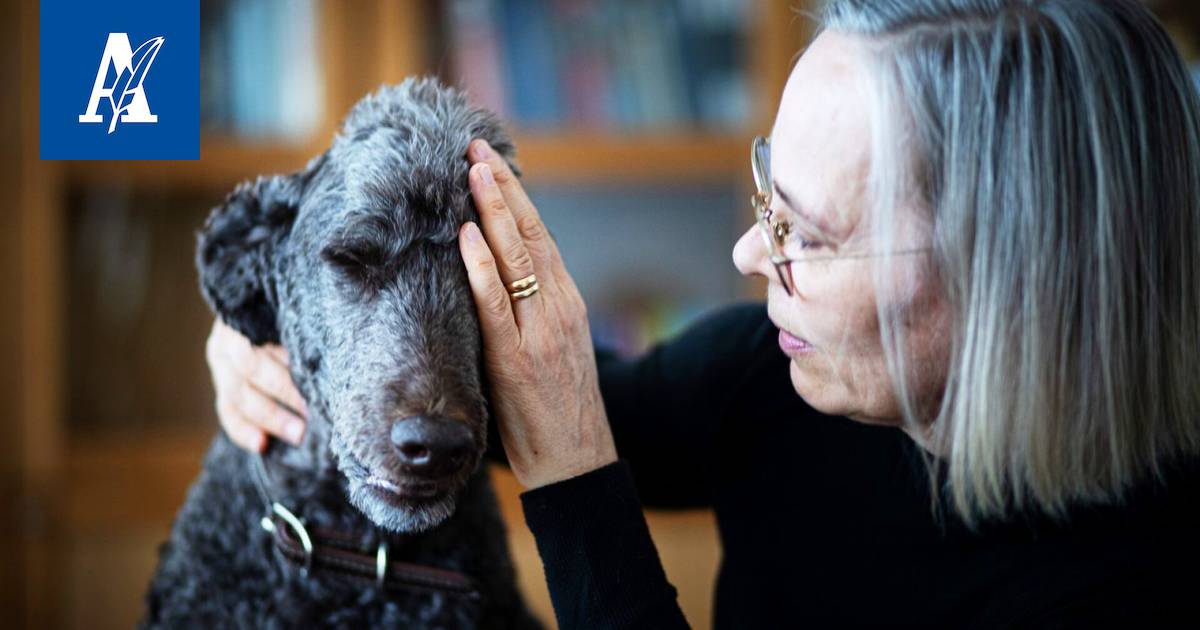 Tiina Keskisen Häpi-koira karkasi ja harhaili kuukauden Pirkanmaan metsissä  - Ihmiset - Aamulehti