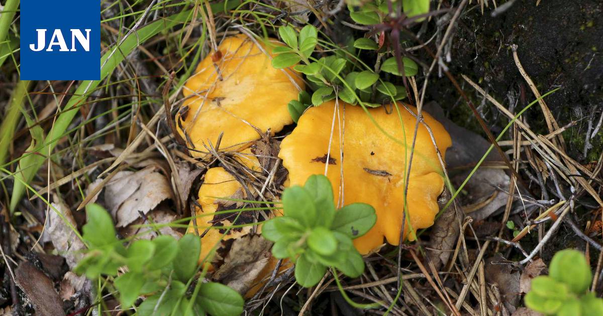 Sienestyskausi käynnissä: Poimi kuitenkin vain sieniä, jotka tunnistat –  myrkkysienen aiheuttaman maksavaurion vuoksi hoidossa vuosittain  sienestäjiä - Uutiset - Janakkalan Sanomat