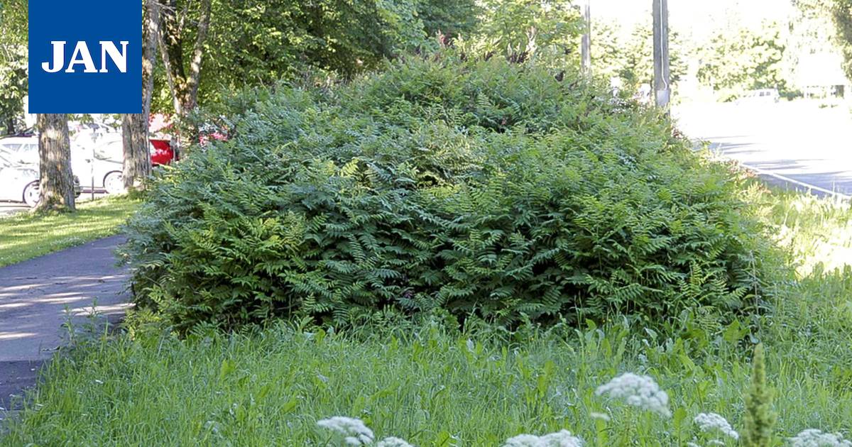 Heinikkojen tilalle violettia ja pinkkiä väriloistoa - Uutiset - Janakkalan  Sanomat