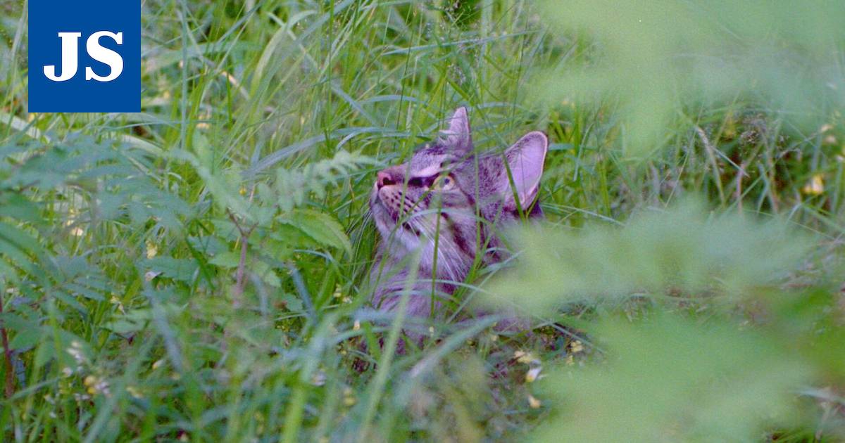 Keski-Suomen eläinsuojeluyhdistys kannustaa leikkauttamaan ja siruttamaan  kissat – Yhdistyksen kampanjasta kädenojennus lemmikkien omistajille -  Elämänmeno - Jämsän Seutu