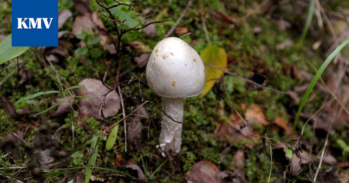 Sienikausi parhaimmillaan – tunnistathan myrkkysienet? - Uutiset - KMV-lehti