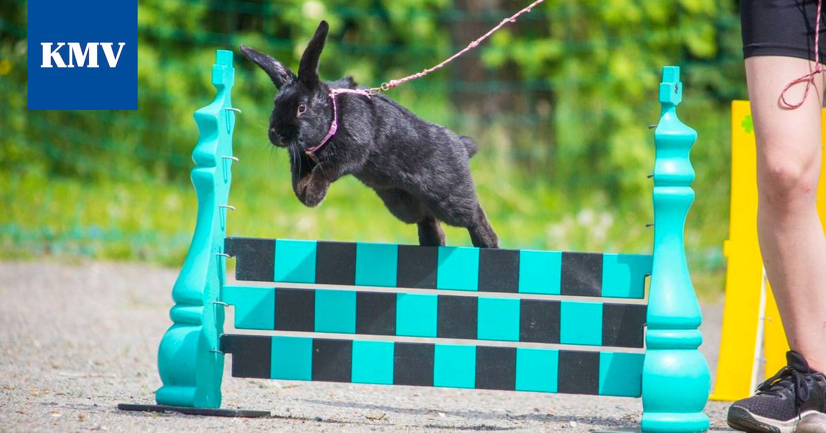 Söpöysvaroitus: Puput pomppukisoissa – kahden kanin mänttäläisedustus  mukana Keuruulla - Elämänmeno - KMV-lehti