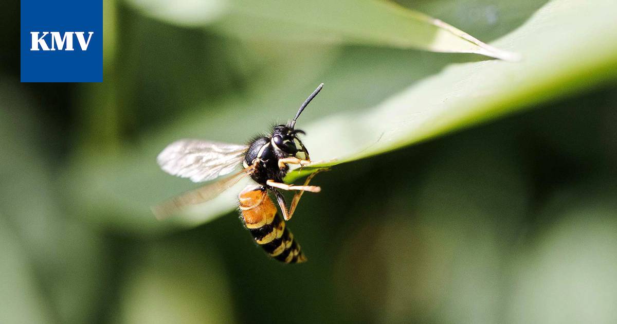 Kesäkiusat purevat, pistävät tai polttavat, mutta jokaista silti tarvitaan  - Elämänmeno - KMV-lehti