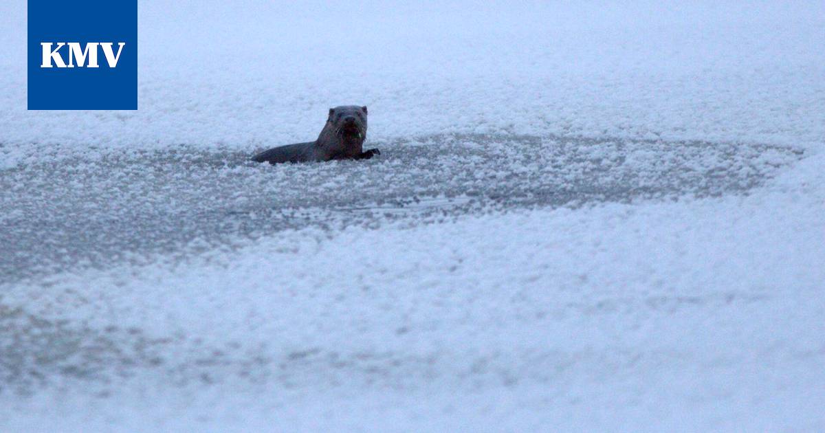 Katso kuvat: Saukko ikuistui luontokuvaajan kameraan - Elämänmeno -  KMV-lehti